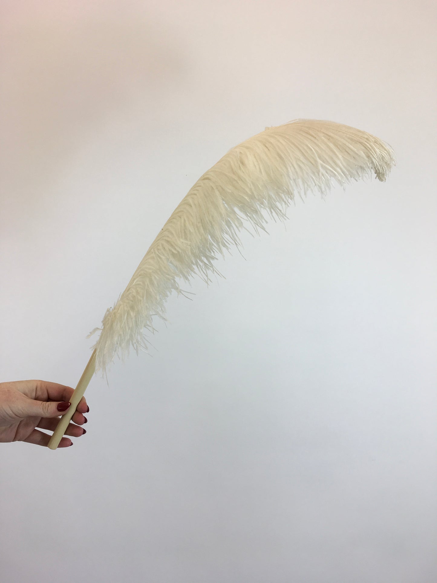 Original 1920's Sublime Single Ostrich Feather Plume - With Cream Celluloid Handle