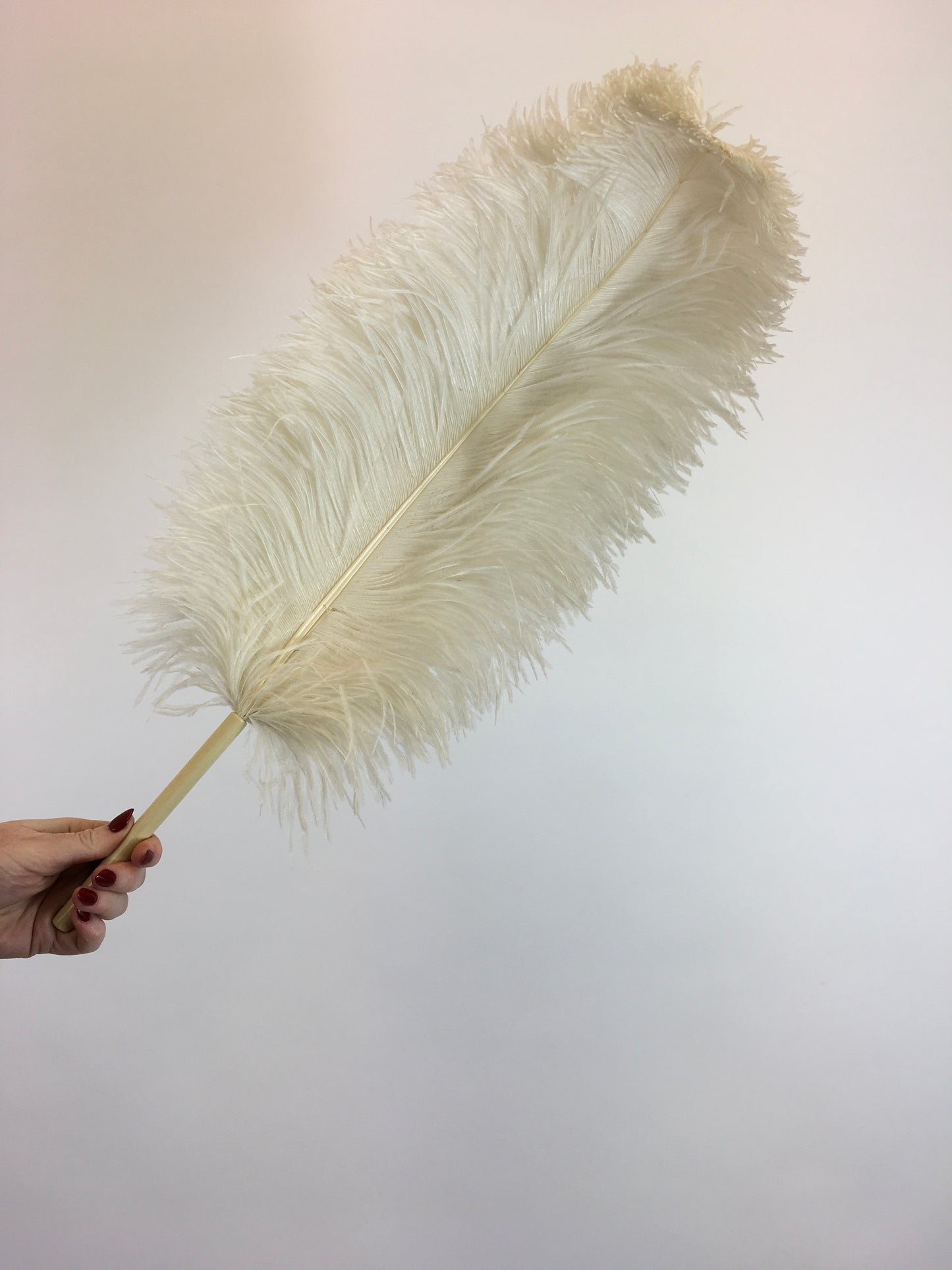 Original 1920's Sublime Single Ostrich Feather Plume - With Cream Celluloid Handle