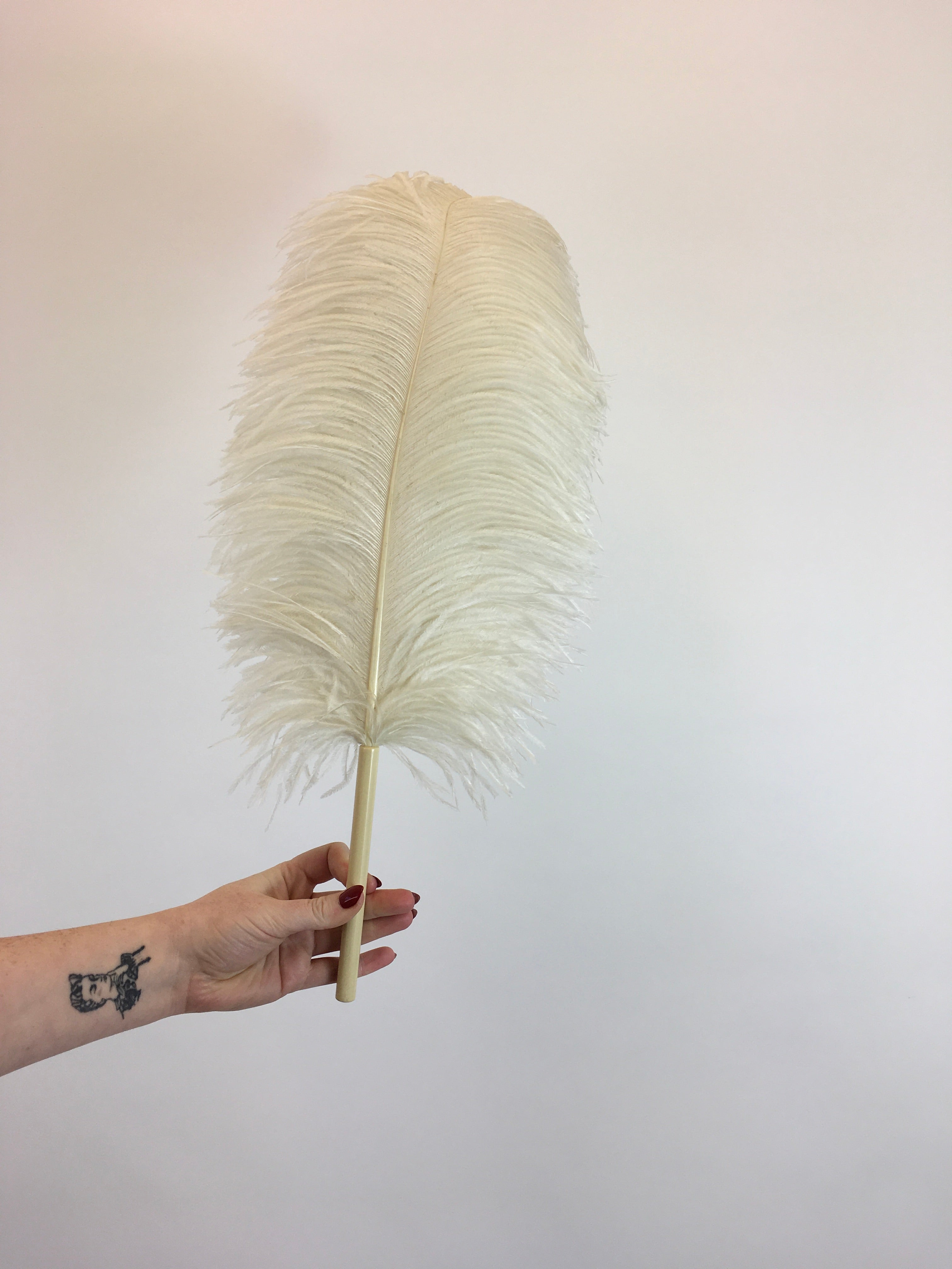 3,400+ Ostrich Feather Stock Photos, Pictures & Royalty-Free Images -  iStock | Ostrich feather vector, Ostrich feather fan, White ostrich feather