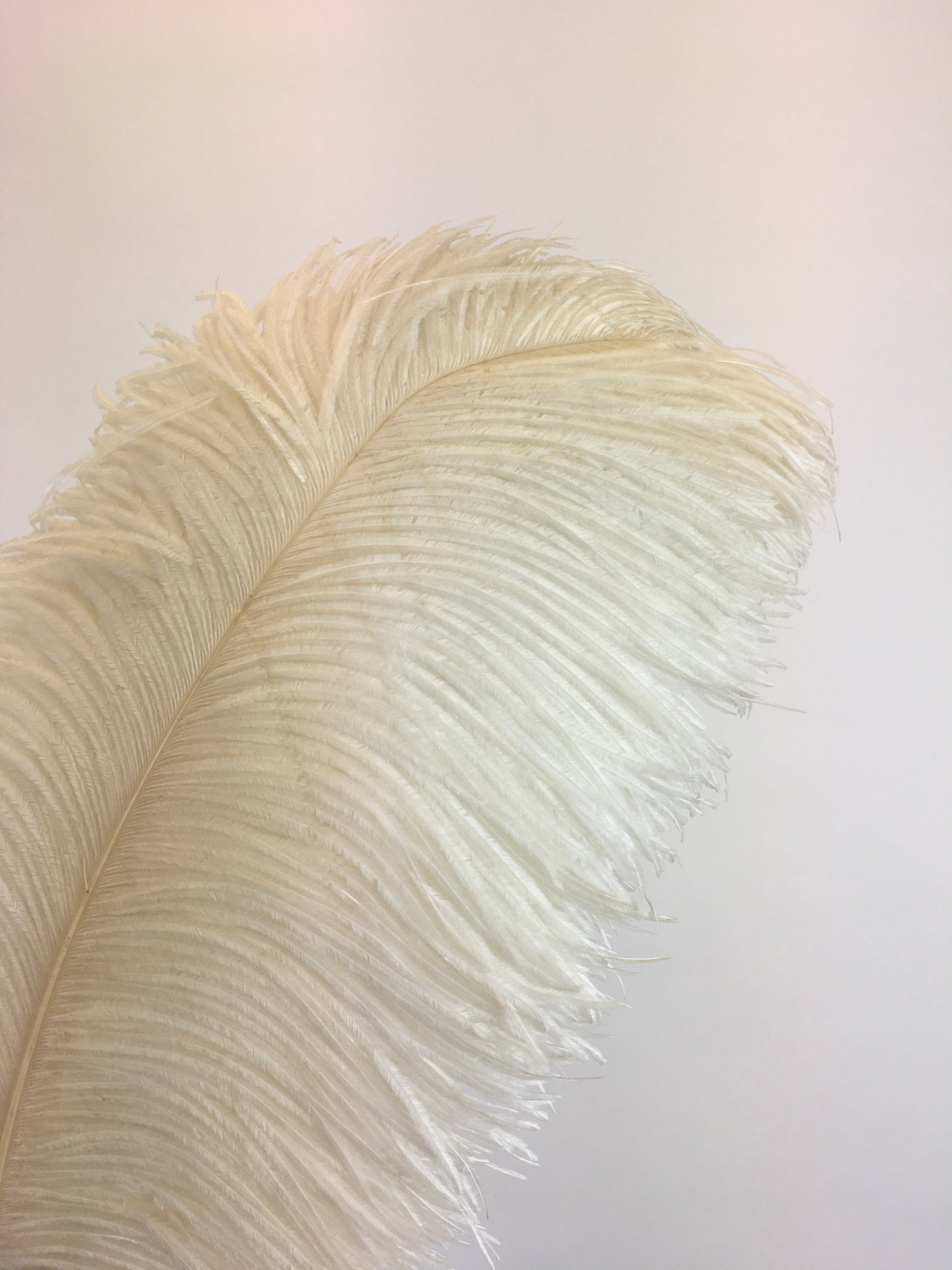 Original 1920's Sublime Single Ostrich Feather Plume - With Cream Celluloid Handle